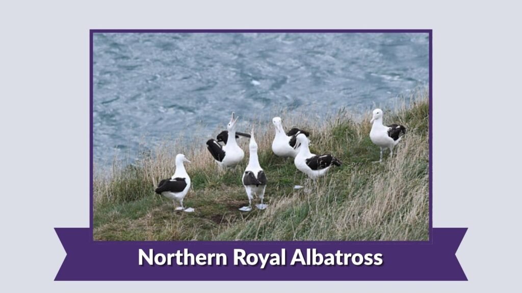 Northern Royal Albatross