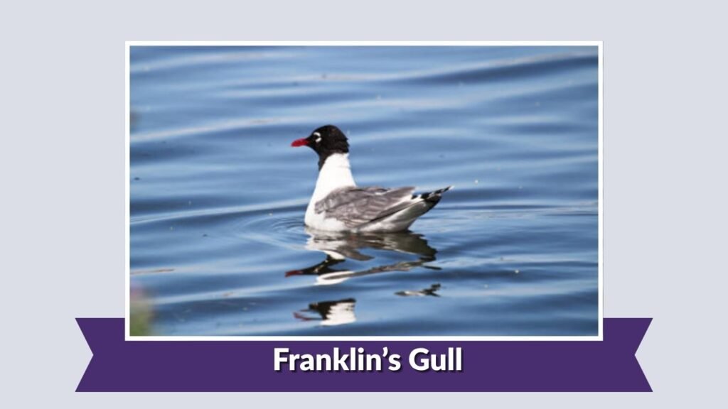 Franklin’s Gull