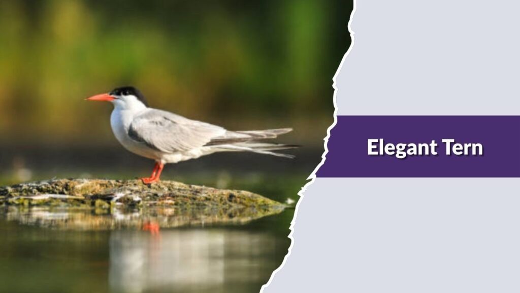  Elegant Tern