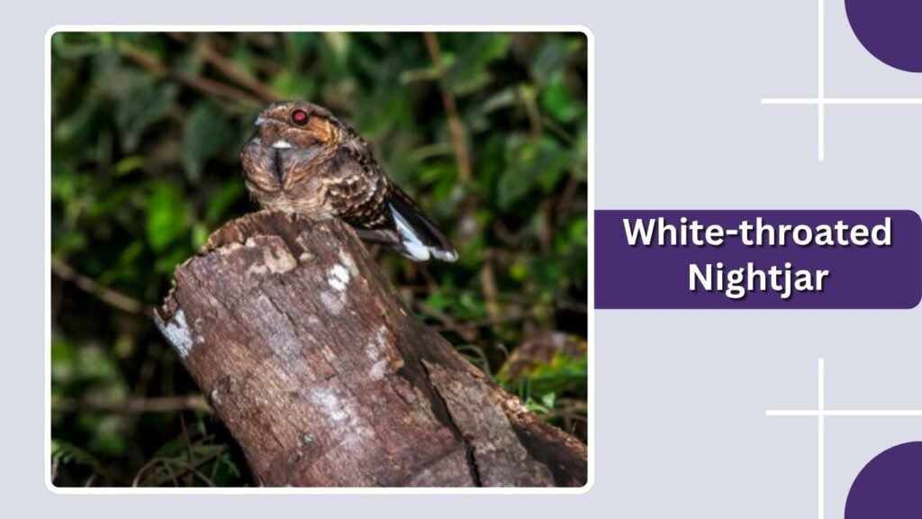 White-throated Nightjar