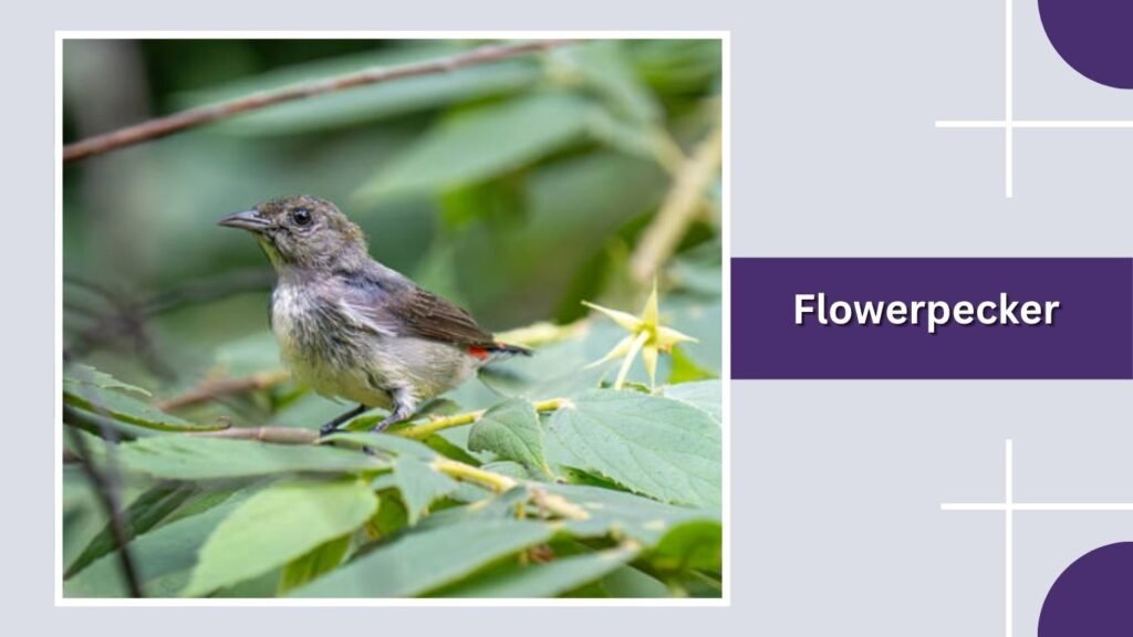  Flowerpecker