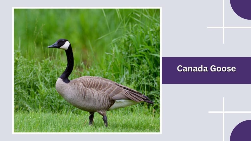  Canada Goose