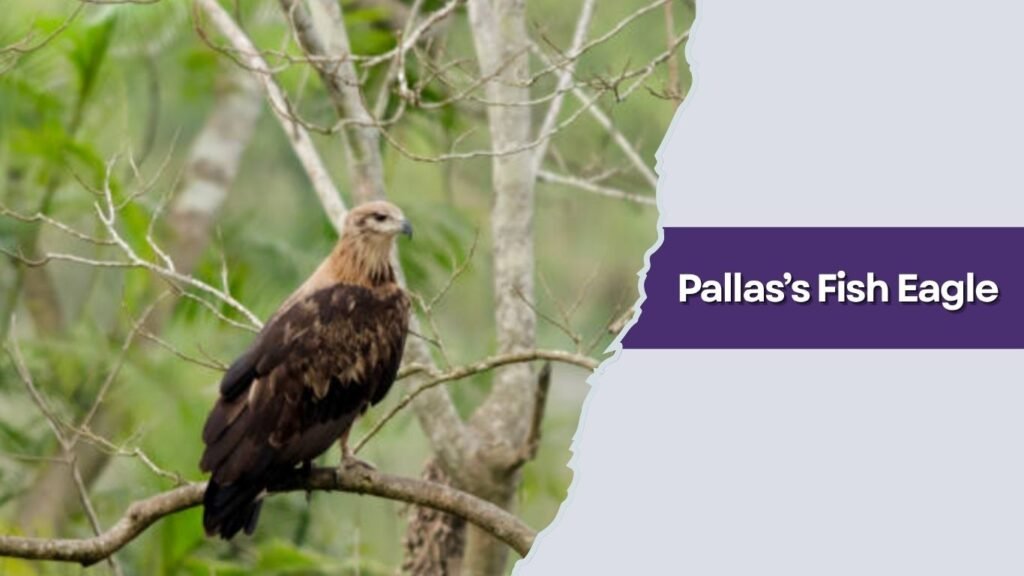 Pallas’s Fish Eagle
