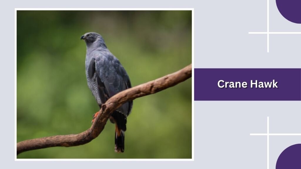 Crane Hawk