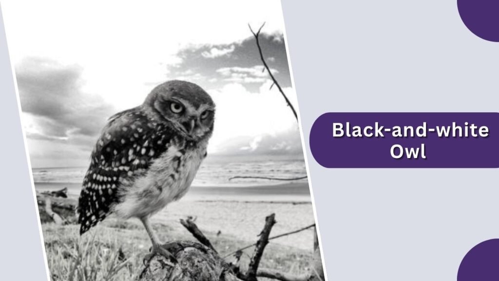 Black-and-white Owl