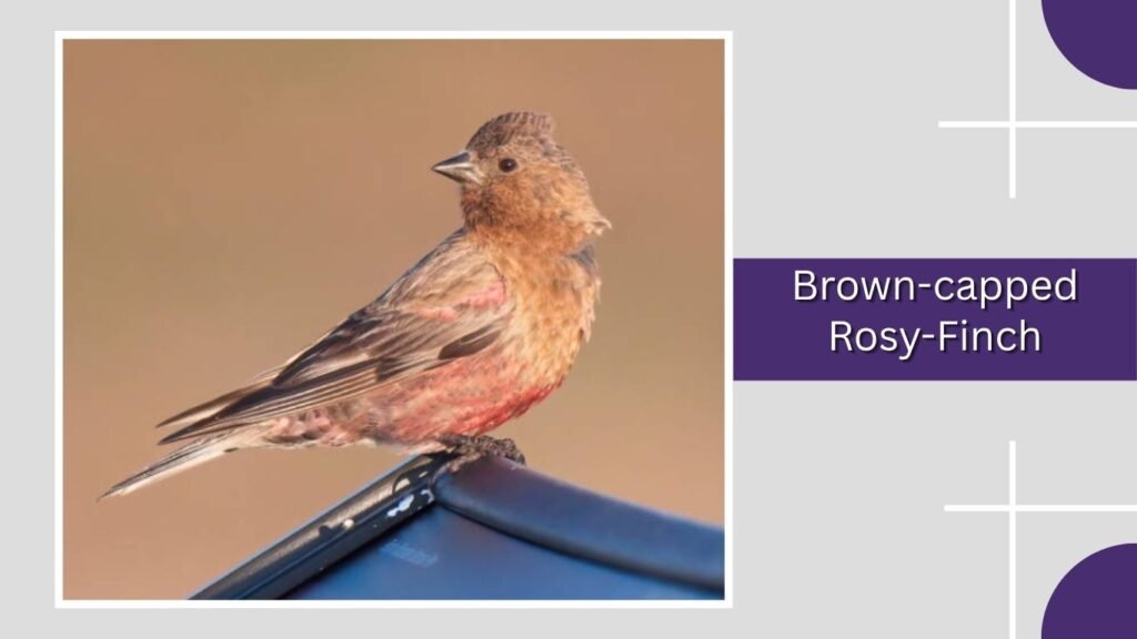 Brown-capped Rosy-Finch