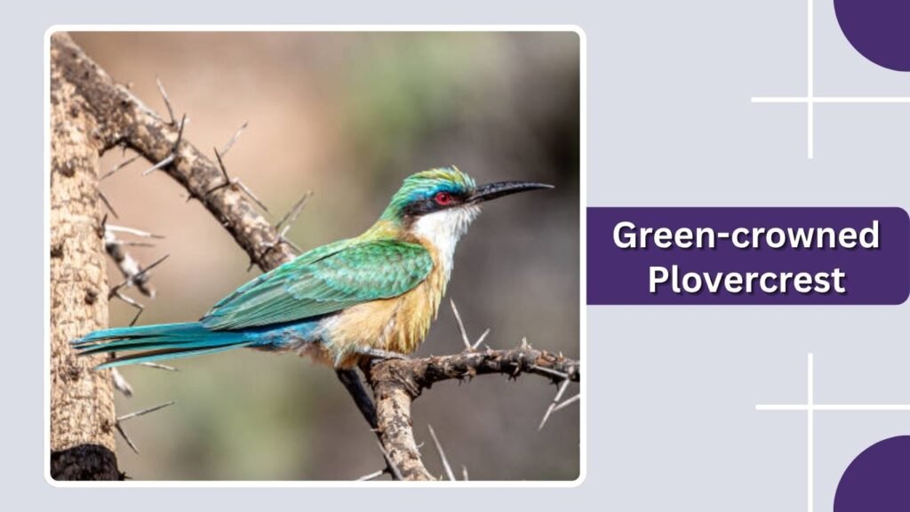 Green-crowned Plovercrest