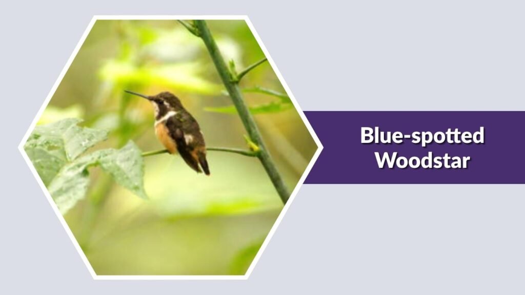  Blue-spotted Woodstar