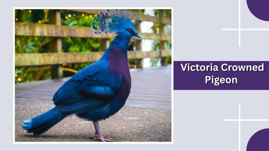 Victoria Crowned Pigeon