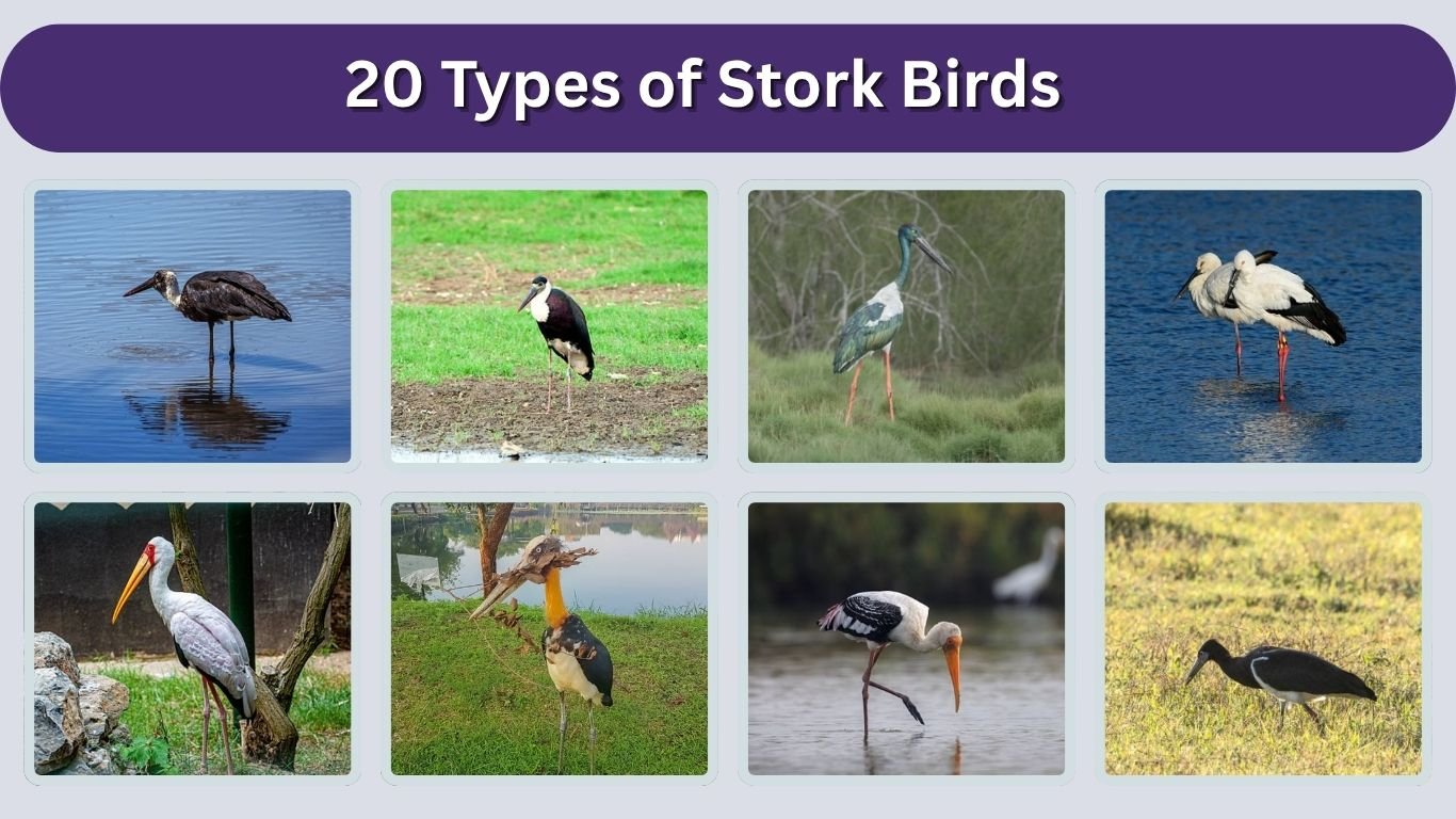 20 Types of Stork Birds: Identification Guide