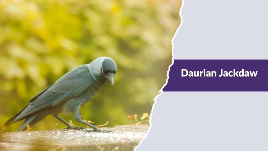 Daurian Jackdaw