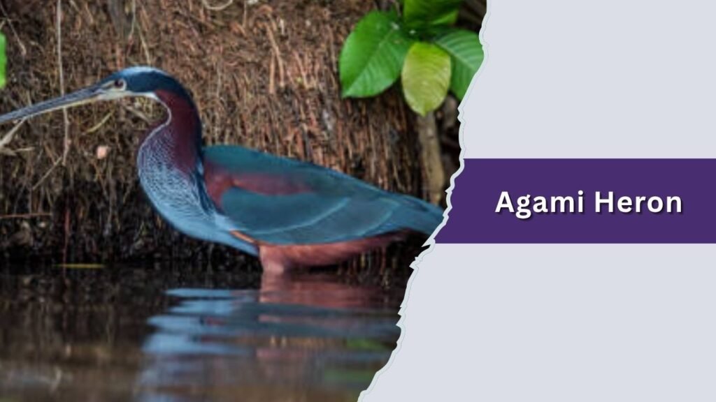 Agami Heron