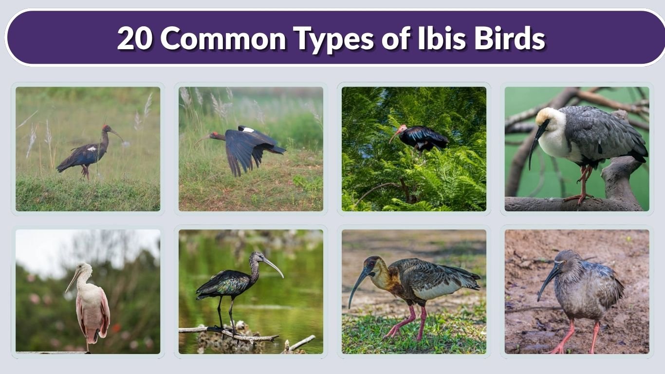 20 Common Types of Ibis Birds: Species Identification Guide