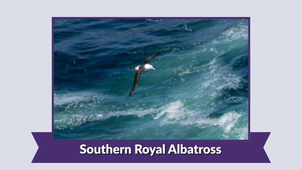 Southern Royal Albatross