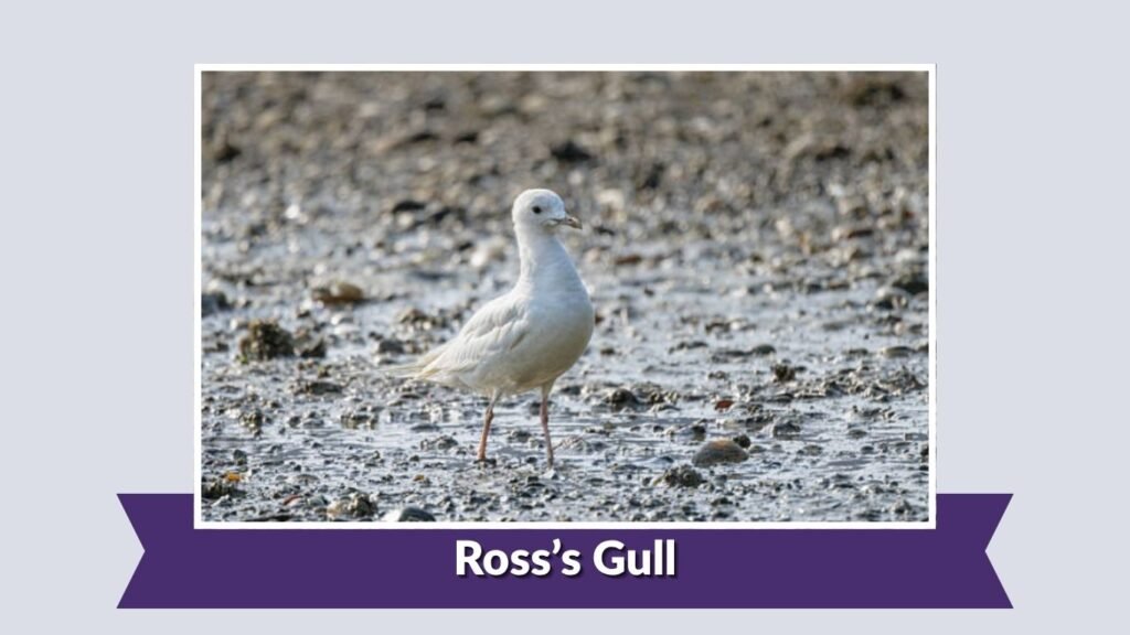 Ross’s Gull