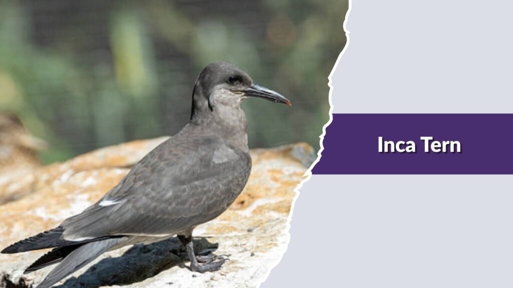 Inca Tern