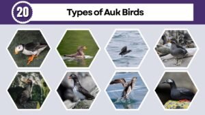 20 Types of Auk Birds: Species Identification Guide
