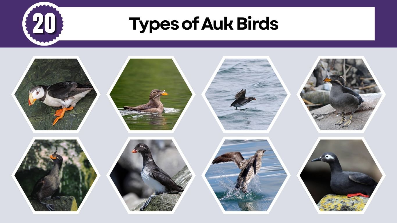 20 Types of Auk Birds: Species Identification Guide