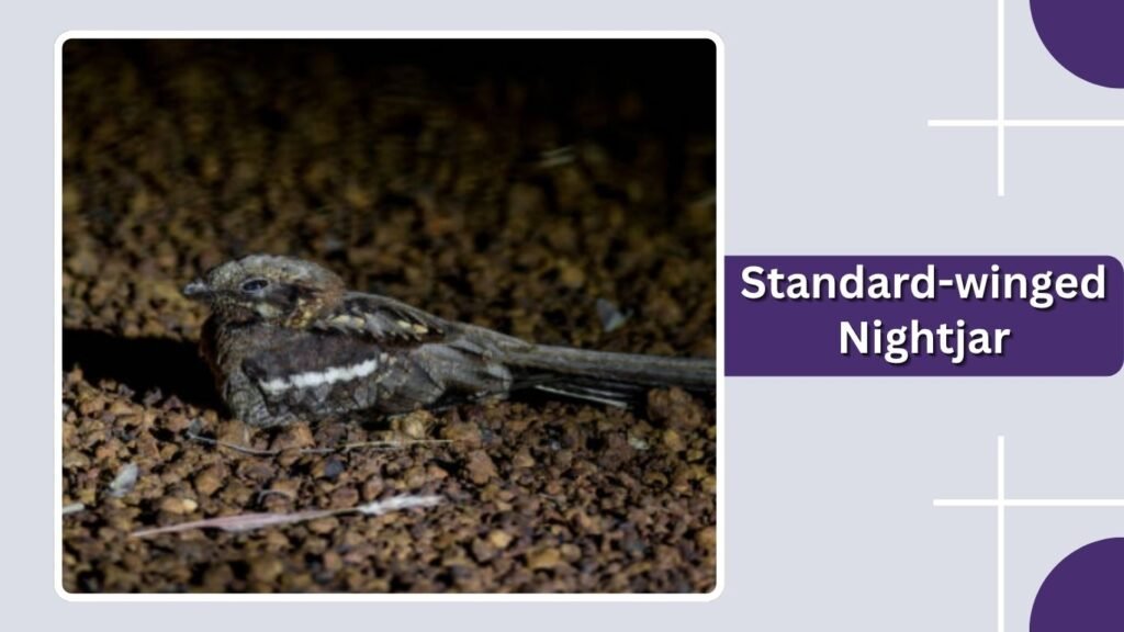 Standard-winged Nightjar