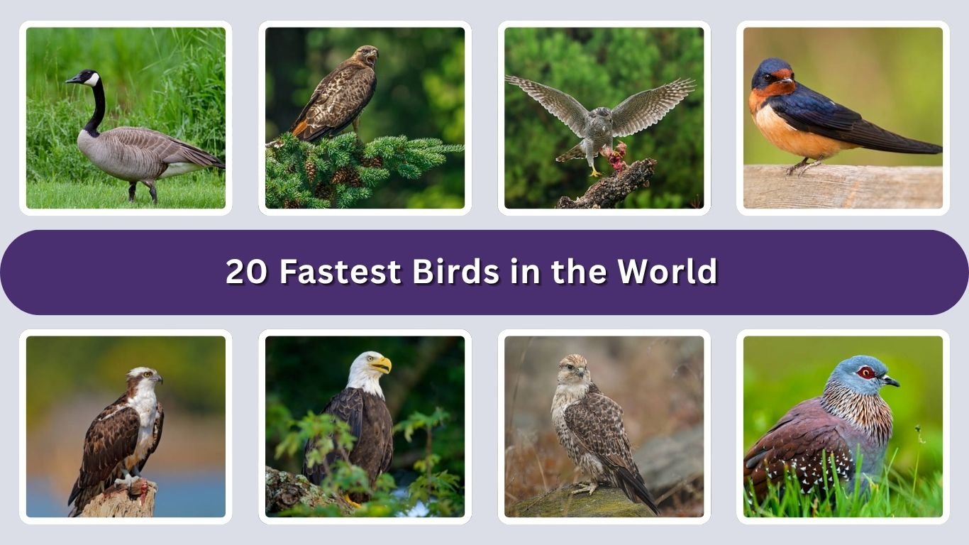 20 Fastest Birds in the World: Speed, Size, Diet & Habitat: Identification