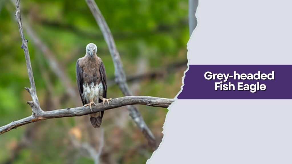  Grey-headed Fish Eagle