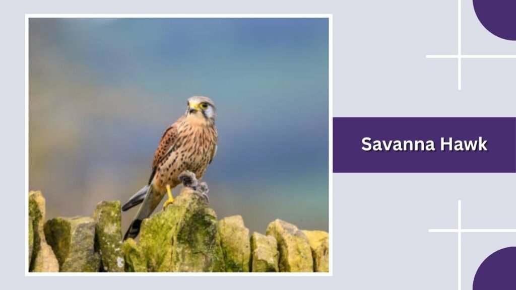 Savanna Hawk
