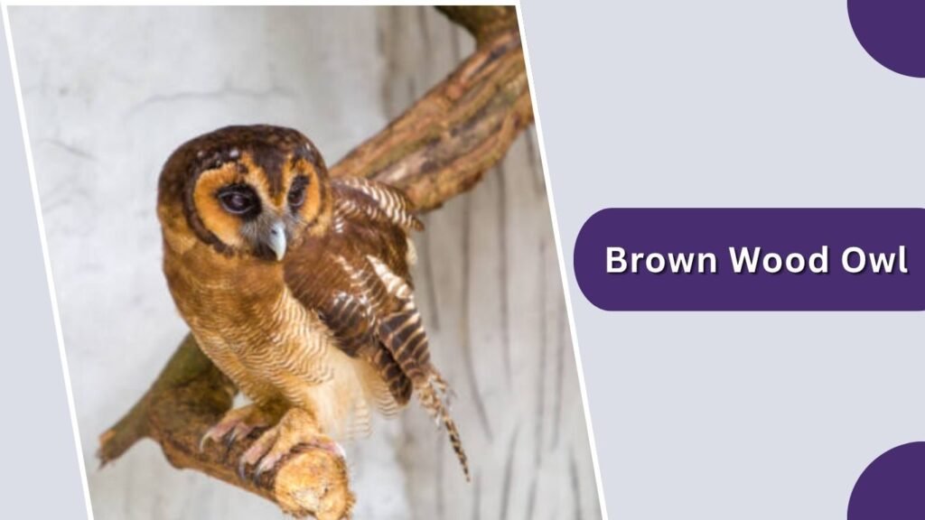  Brown Wood Owl
