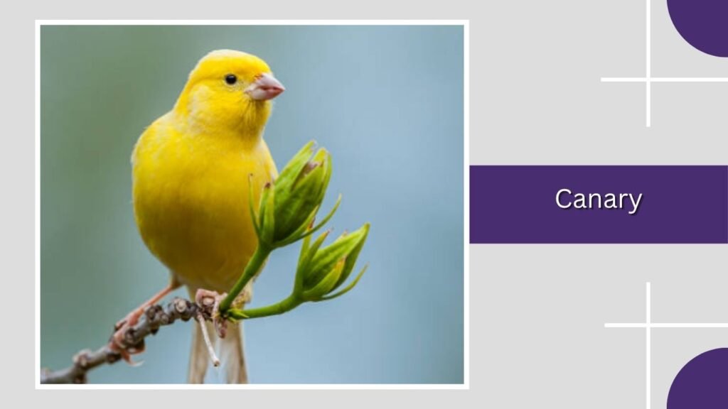  Canary