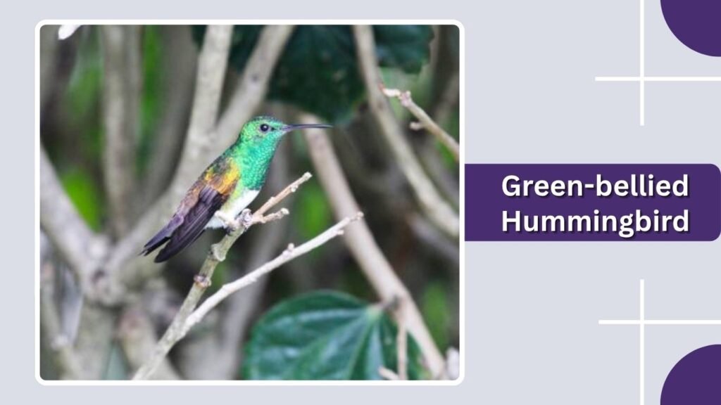 Green-bellied Hummingbird