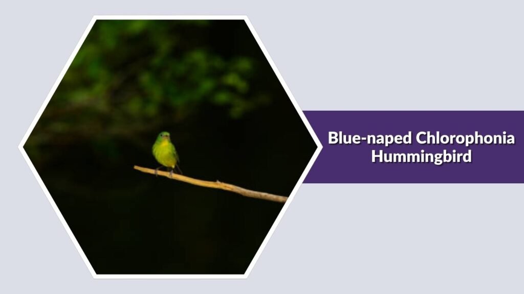 Blue-naped Chlorophonia Hummingbird