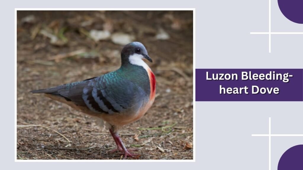  Luzon Bleeding-heart Dove