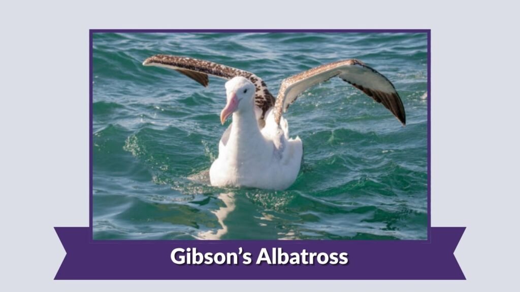 Gibson’s Albatross
