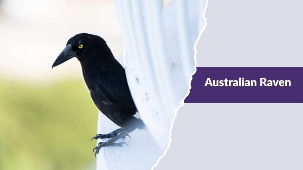 Australian Raven