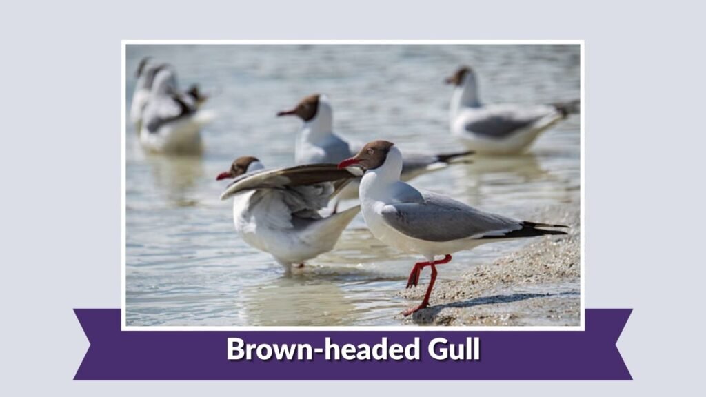 Brown-headed Gull