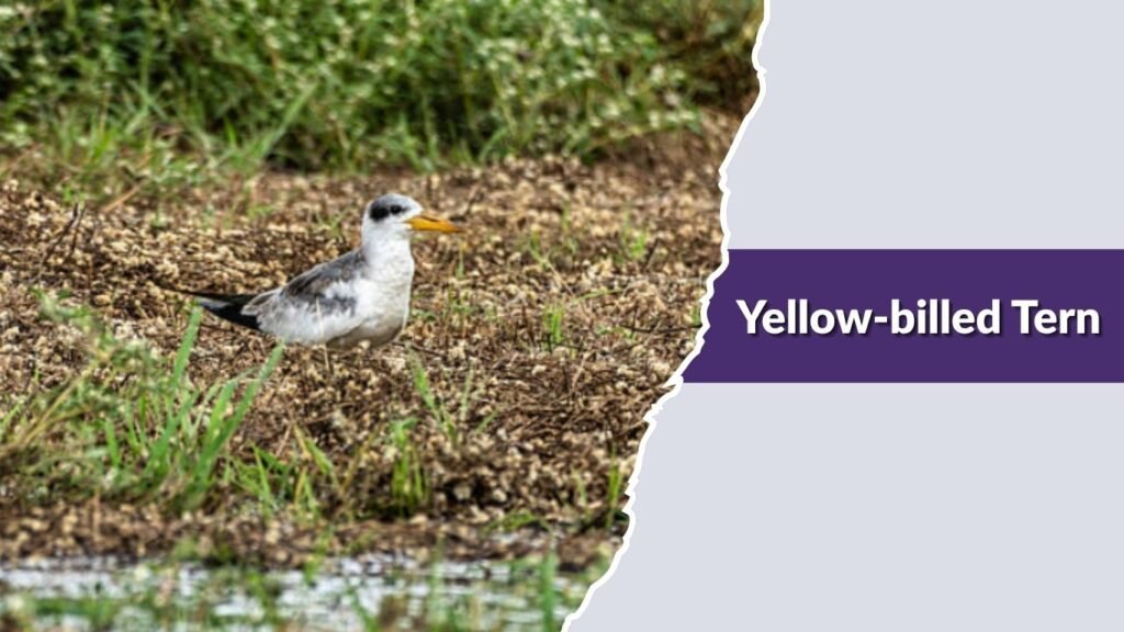 Yellow-billed Tern
