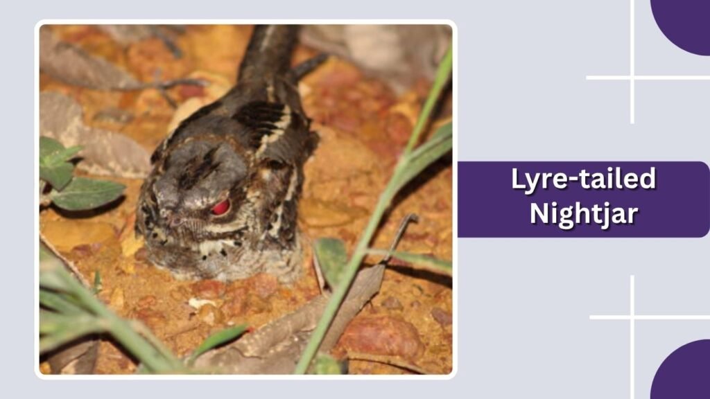 Lyre-tailed Nightjar