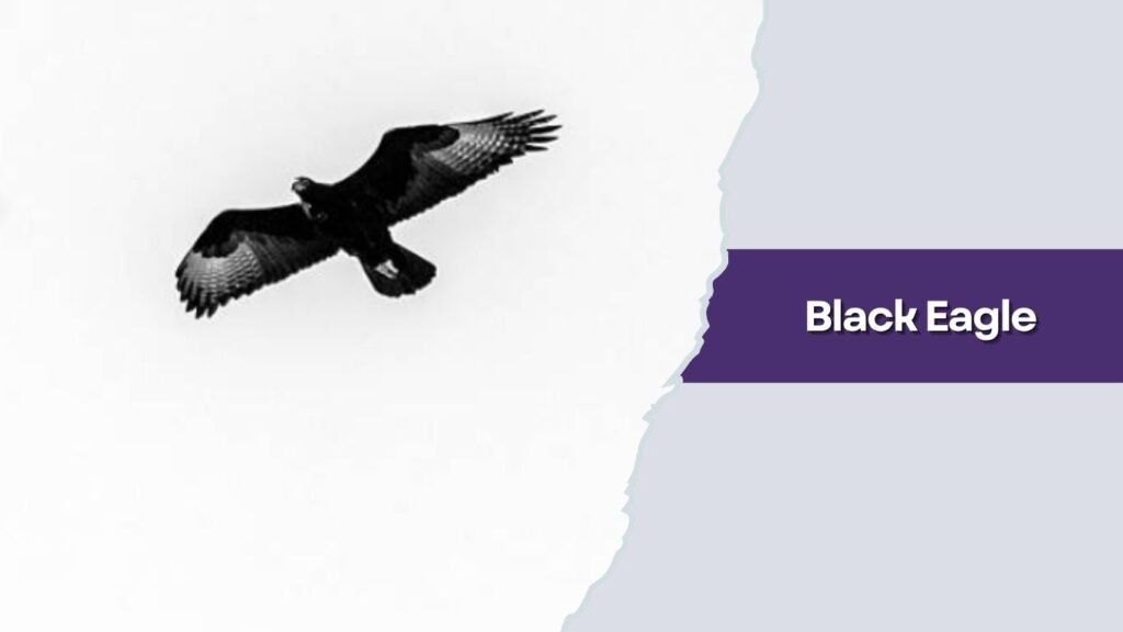 Black Eagle