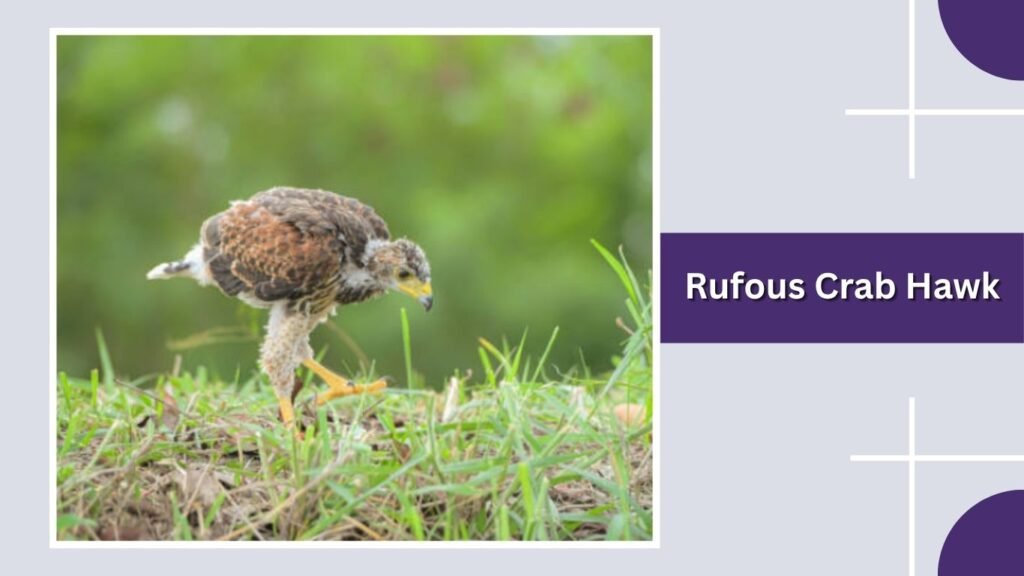 Rufous Crab Hawk
