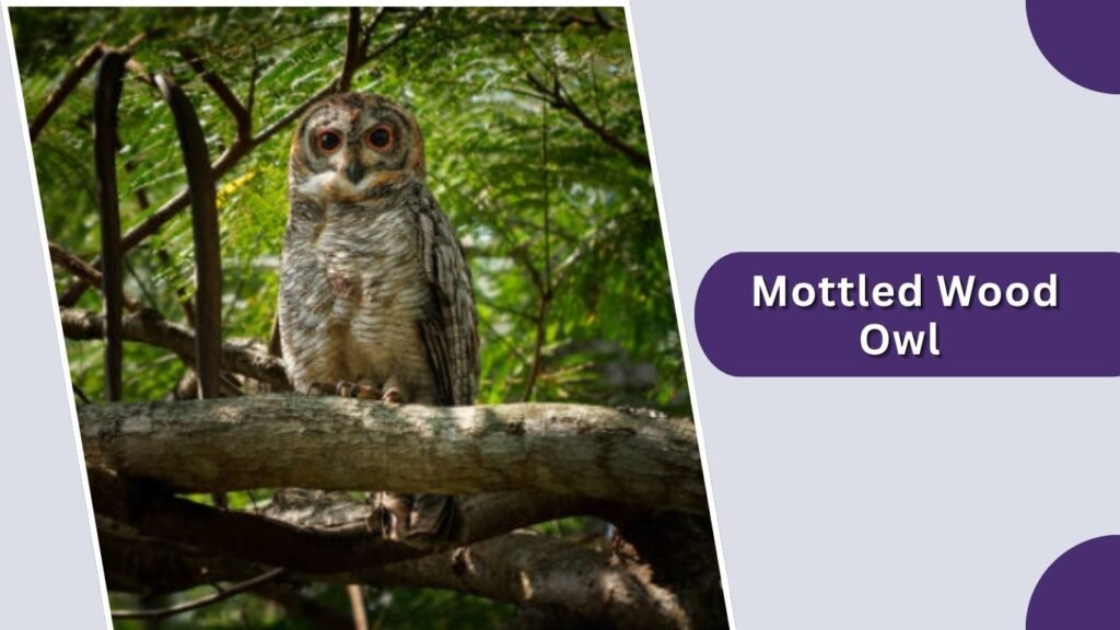  Mottled Wood Owl