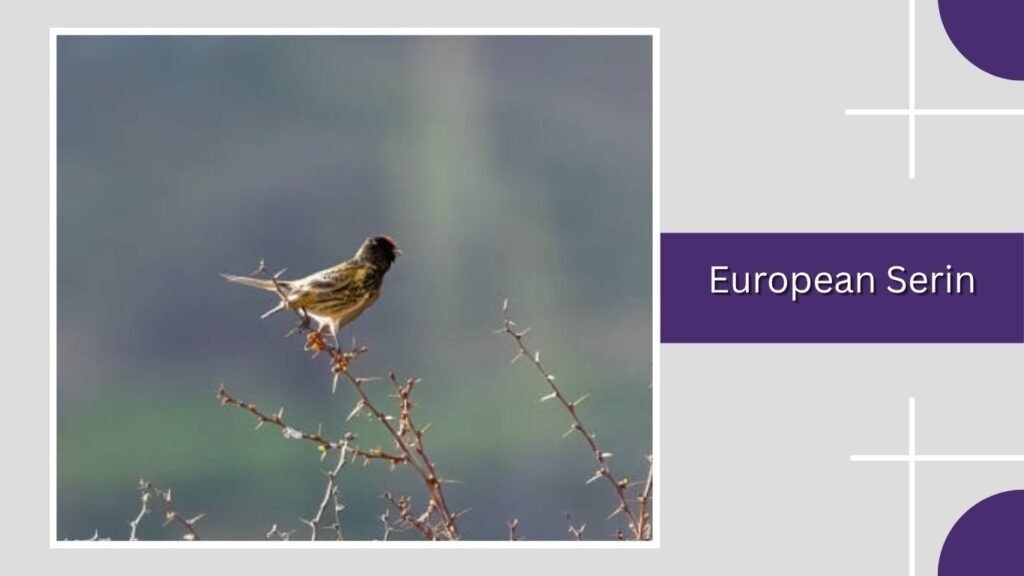 European Serin