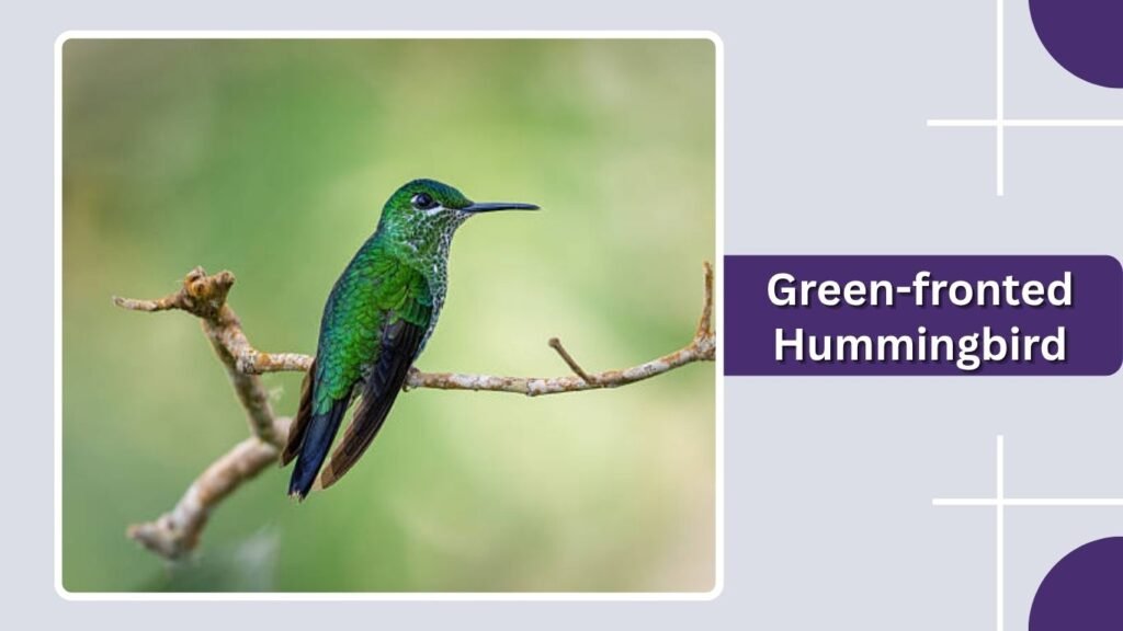 Green-fronted Hummingbird