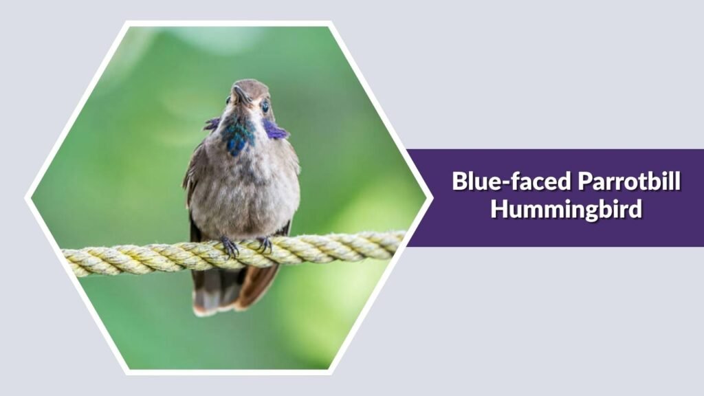 Blue-faced Parrotbill Hummingbird