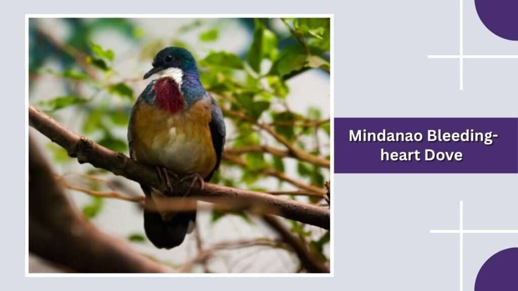  Mindanao Bleeding-heart Dove
