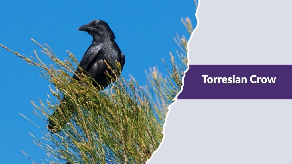 Torresian Crow