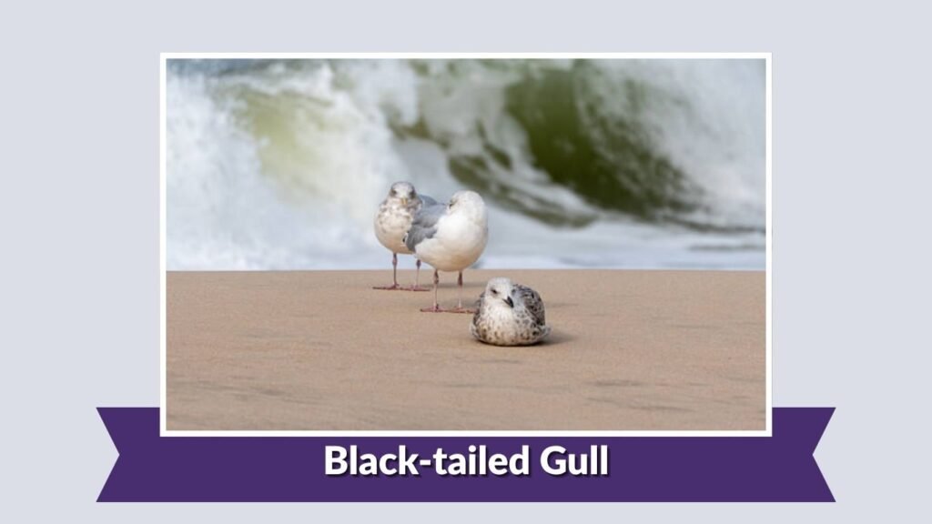 Black-tailed Gull