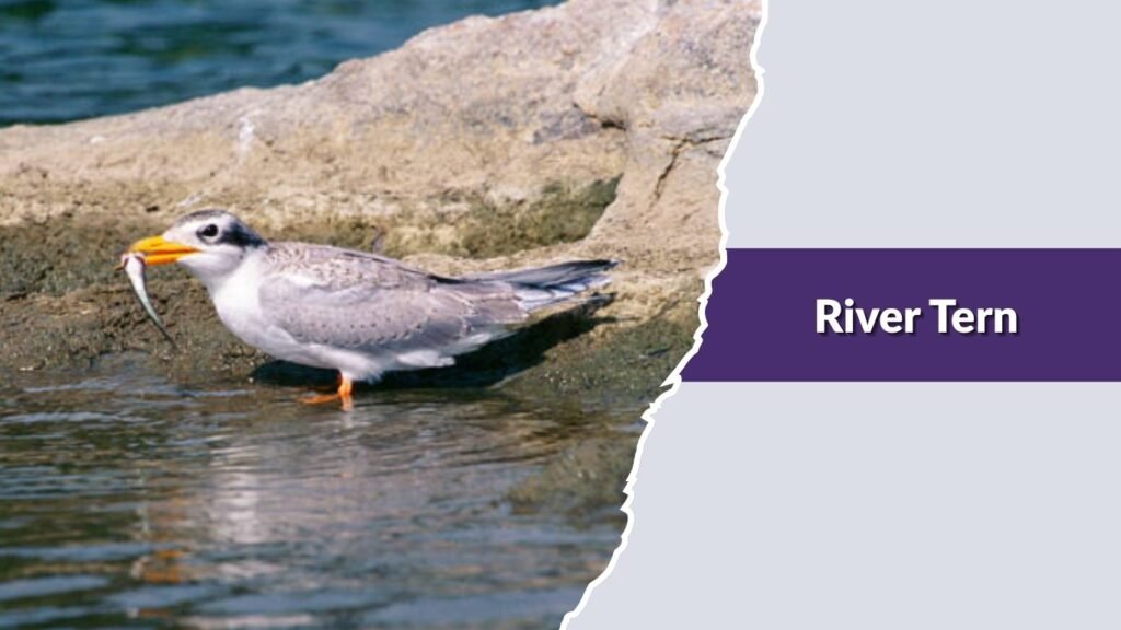  River Tern
