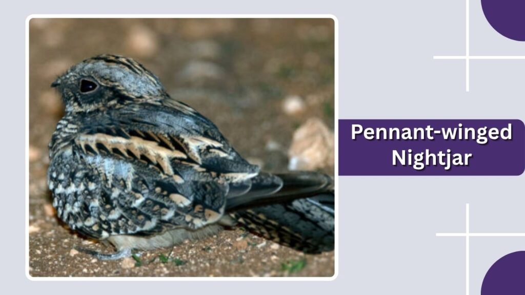 Pennant-winged Nightjar