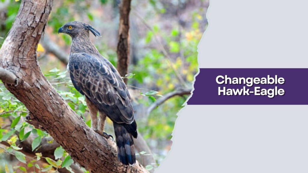 Changeable Hawk-Eagle
