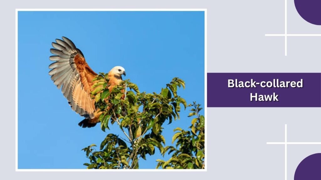 Black-collared Hawk