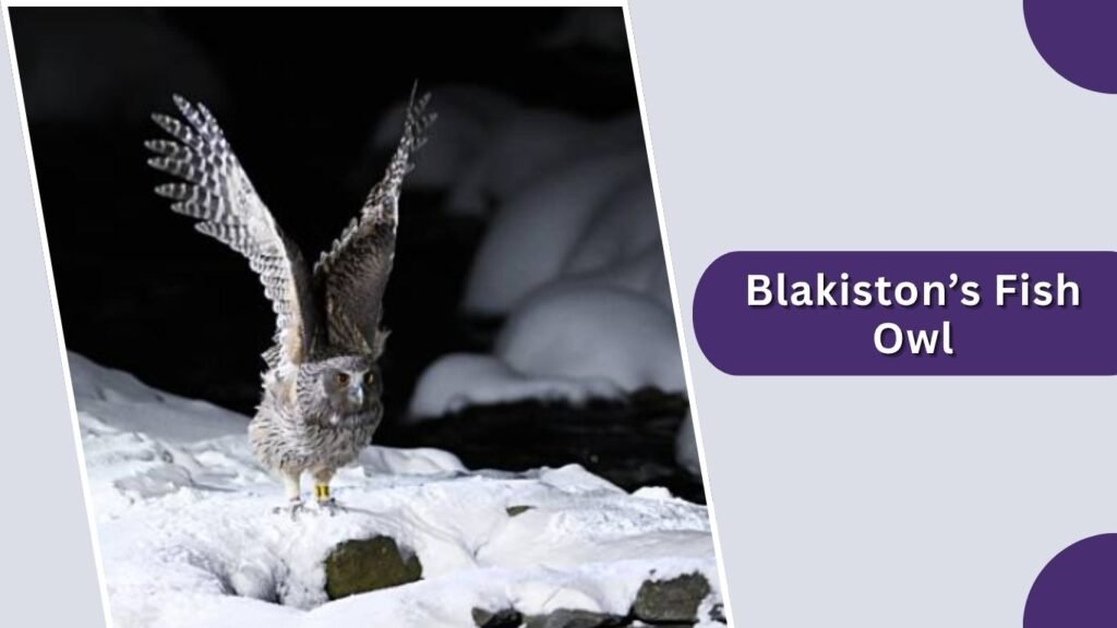 Blakiston’s Fish Owl